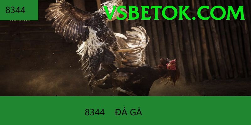 Đá Gà Trực Tiếp - Trải nghiệm tuyệt vời - Tài khoản